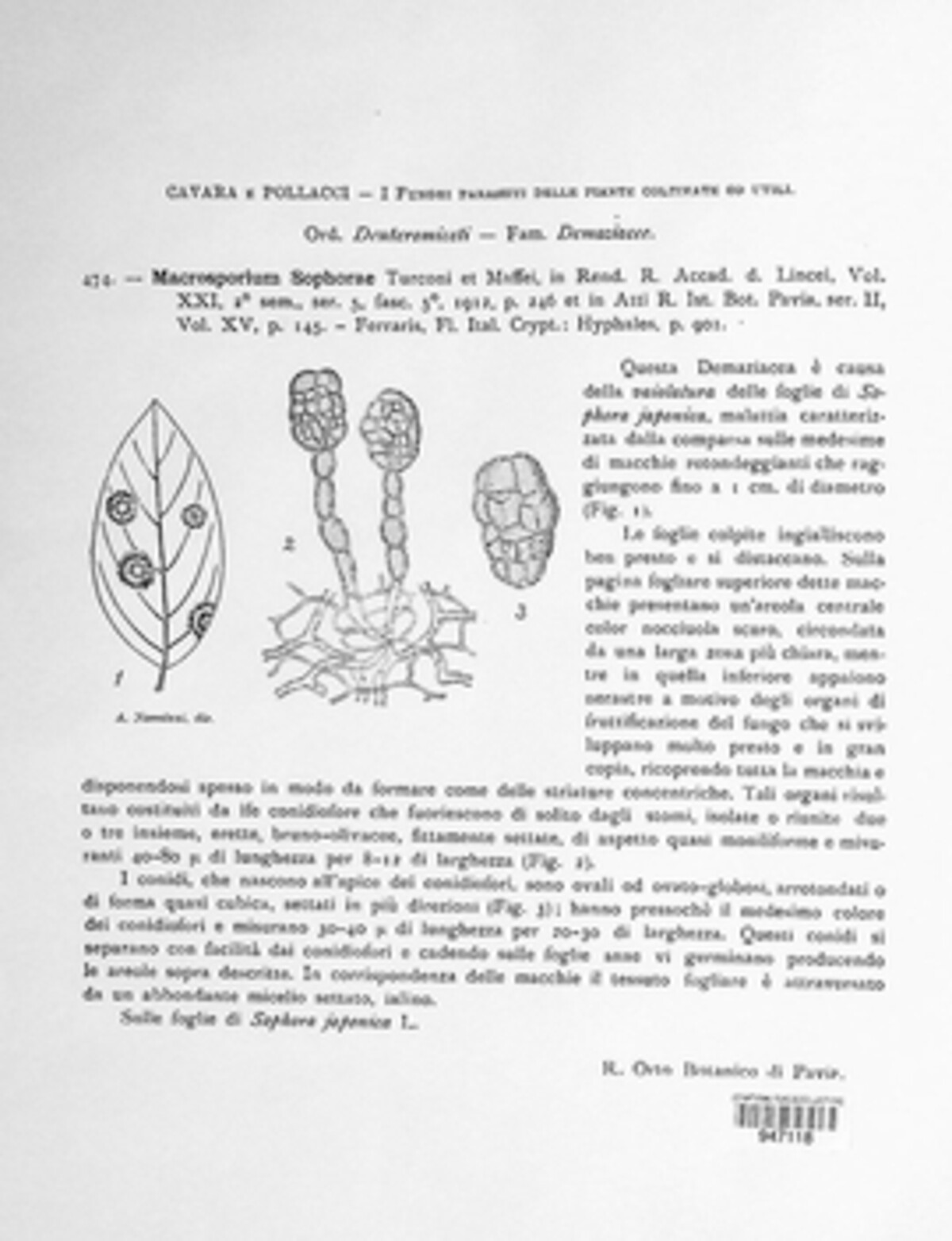 Macrosporium sophorae image